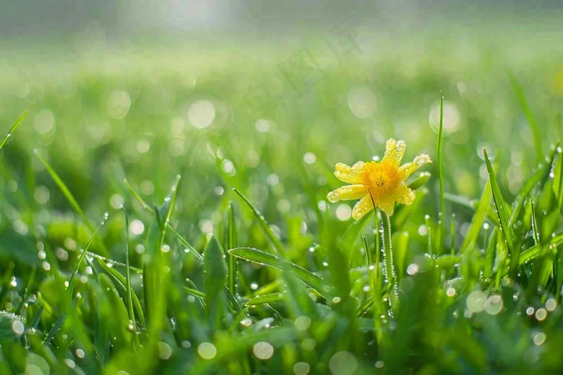 春天草丛里盛开的小黄花清晨露珠雨水谷雨摄影图(1344x896)
