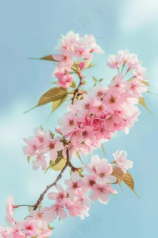 春日樱花花朵摄影图