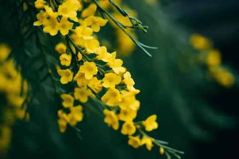 立春迎春花绿意春季摄影图 立春迎春花绿意春季摄影图