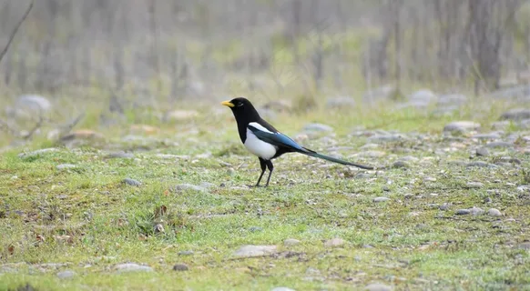 户外喜鹊鸟类生物