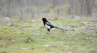 户外喜鹊鸟类生物