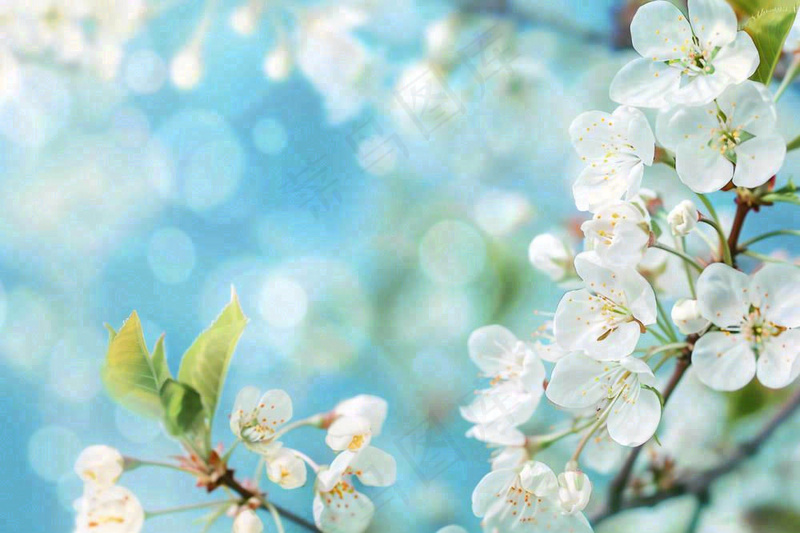 白花梨花花朵春意蓝天背景春分立春惊蛰摄影图