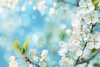 白花梨花花朵春意蓝天背景春分立春惊蛰摄影图