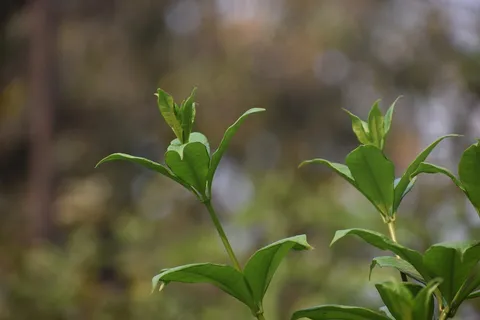 户外茶园茶叶 户外茶园茶叶