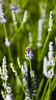阳光下的薰衣草之舞 阳光下的薰衣草之舞