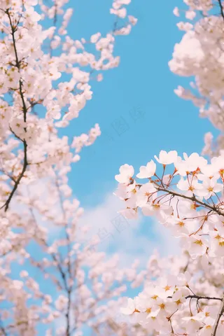 春天白粉色樱花蓝天背景摄影图