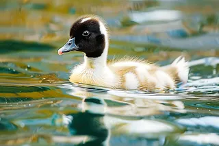 湖水里嬉戏的小鸭子春天摄影图