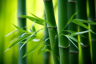 竹叶竹子绿意盎然摄影图