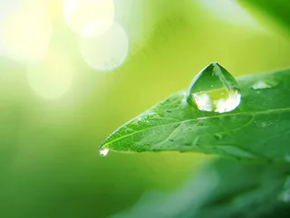 绿叶上的露珠水滴摄影图
