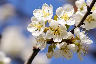 白梅冬季李子花梨花春天树枝抽新芽摄影图