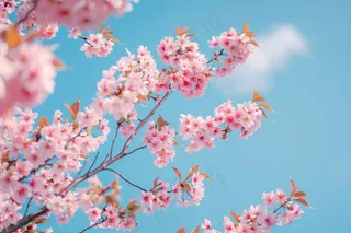 春日樱花花朵摄影图