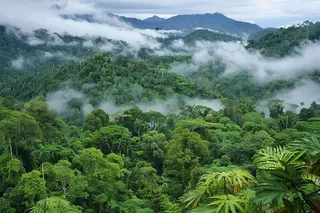 山林森林阳光绿色大自然风景摄影图