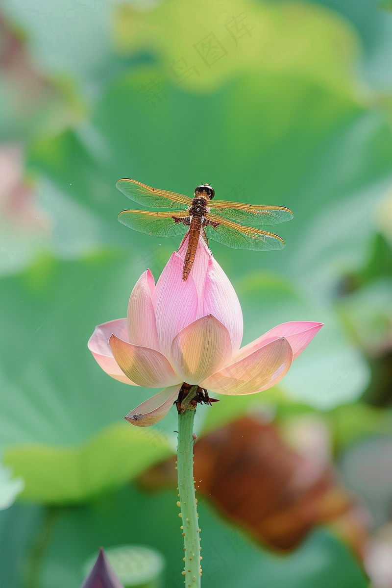 夏日荷花上的蜻蜓早有蜻蜓立上头摄影图