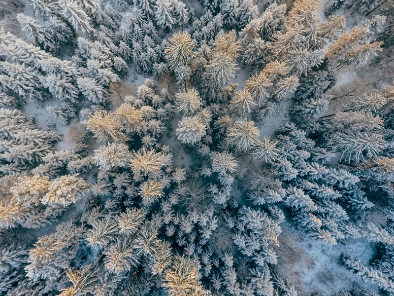 冰雪森林之巅