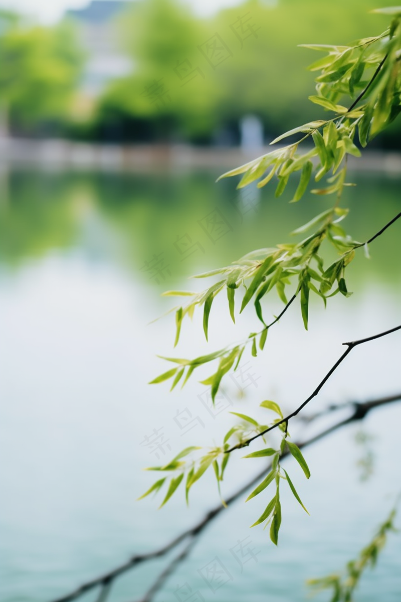 春天树枝抽新芽绿意立春春分摄影图