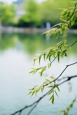 春天树枝抽新芽绿意立春春分摄影图