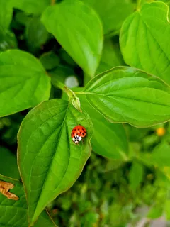 花园绿叶上的瓢虫特写