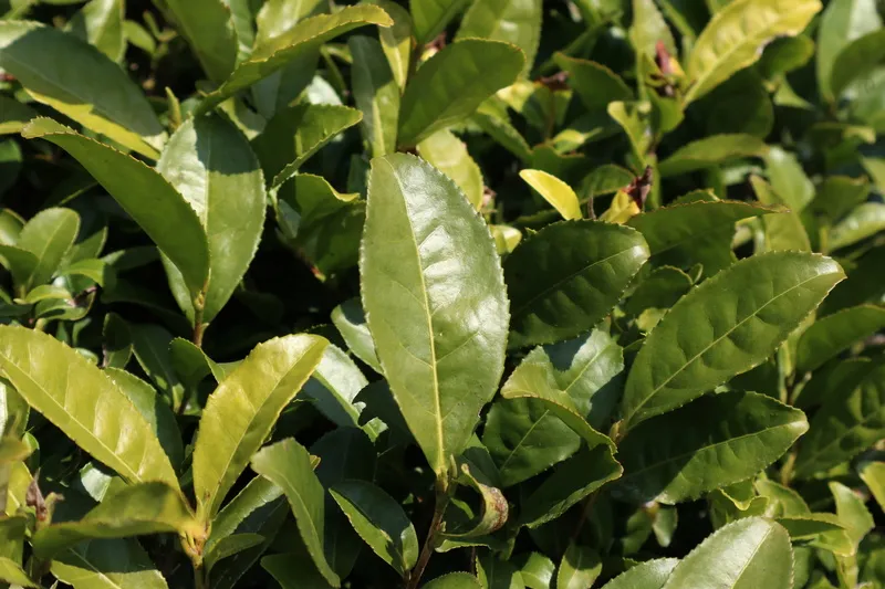 户外茶叶茶园