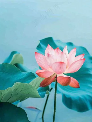 夏天池塘荷花荷叶蓝色唯美处暑大暑小暑摄影图