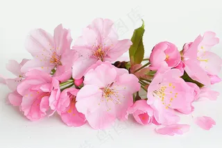 春日桃花粉色花朵摄影图