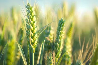 小麦绿色麦穗小米那芒种粮食摄影图