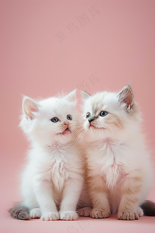 猫咪宠物猫可爱动物摄影图