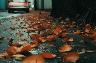 秋天落叶公路道路上摄影图