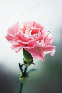 康乃馨鲜花花束摄影图