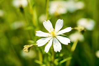 春天盛开的白花草坪摄影图