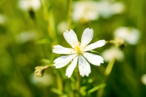 春天盛开的白花草坪摄影图 春天盛开的白花草坪摄影图