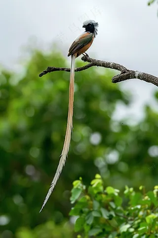 小鸟站在树枝上摄影图