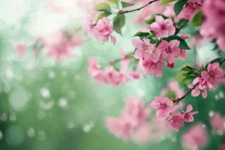 立春粉色花朵树枝绿意绿色背景春分惊蛰摄影图