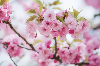 春日樱花花朵摄影图
