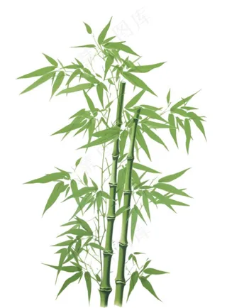 竹子竹叶竹林绿色卡通插画免抠