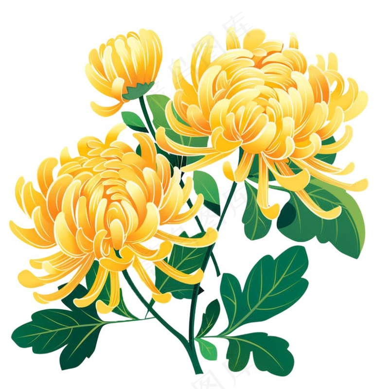 菊花黄菊盛开植物插画免抠(1024x1024)