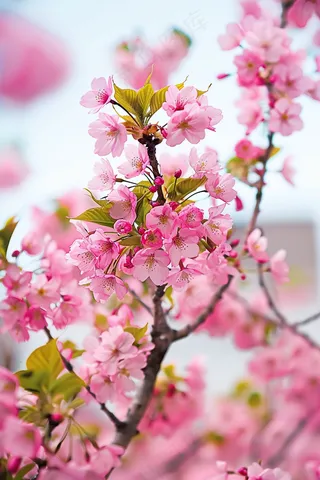 春日樱花花朵摄影图