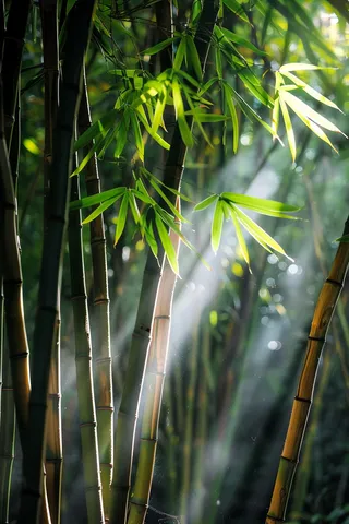 春夏竹林绿色清凉摄影图