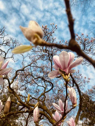 户外玉兰花花朵