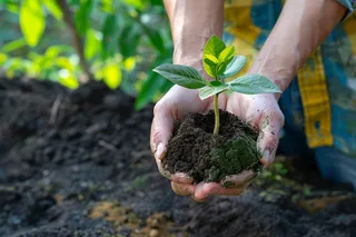 植树树苗保护环境摄影图