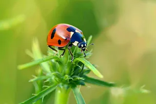 瓢虫七星瓢虫植物春天昆虫摄影图
