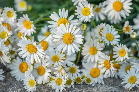 白色小雏菊花丛植物摄影图