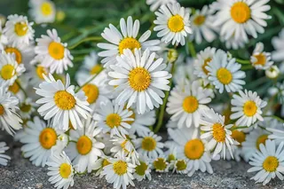 白色小雏菊花丛植物摄影图