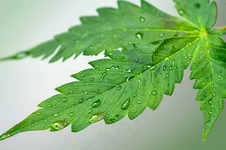 春天嫩绿的大树树叶绿植摄影图