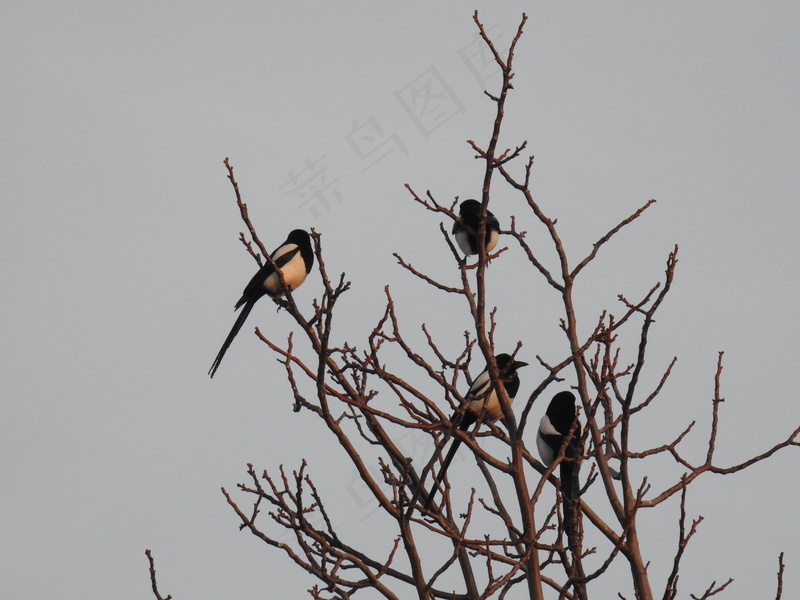户外喜鹊鸟类生物