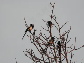 户外喜鹊鸟类生物