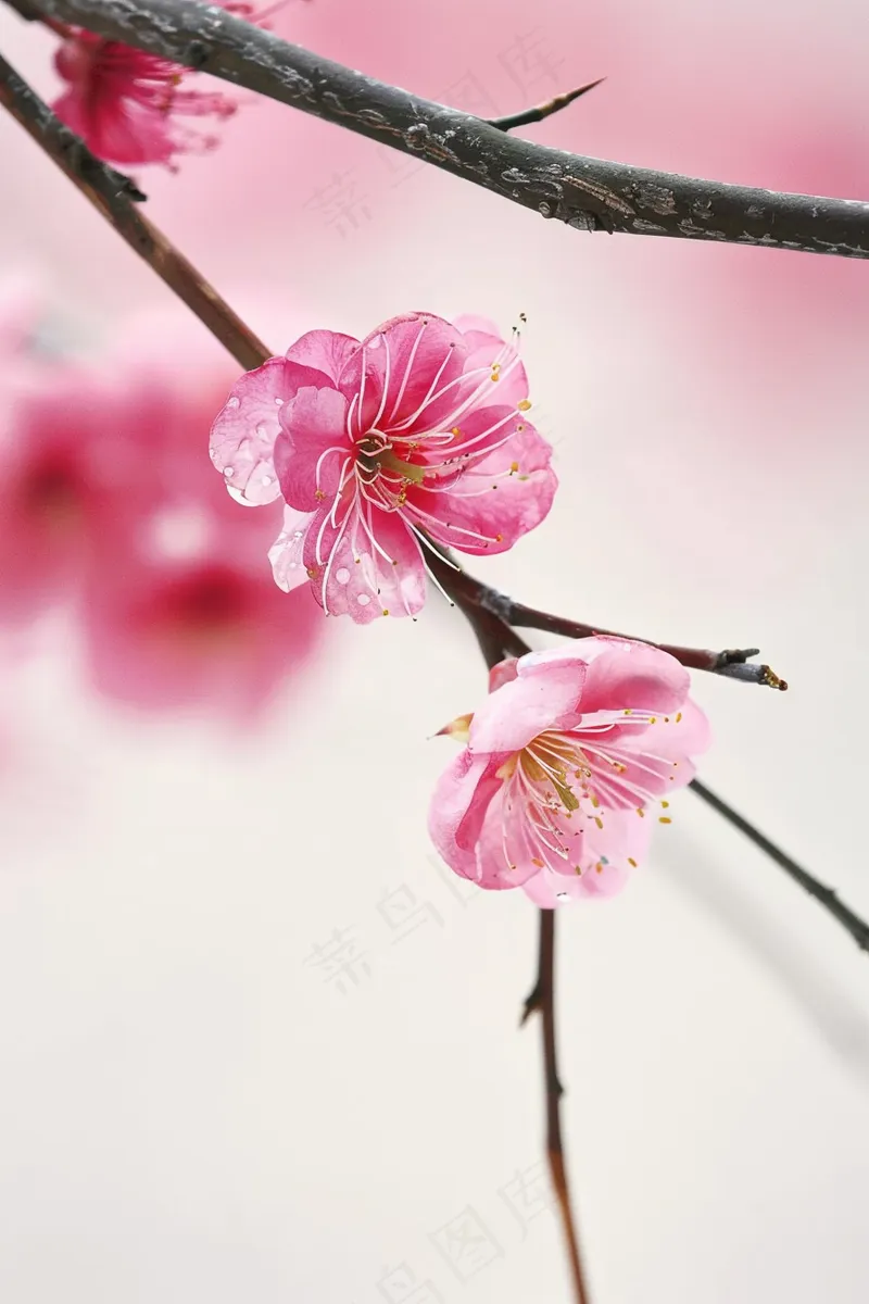 春日桃花粉色花朵摄影图(2688x4032)