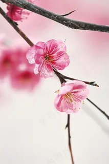 春日桃花粉色花朵摄影图 春日桃花粉色花朵摄影图