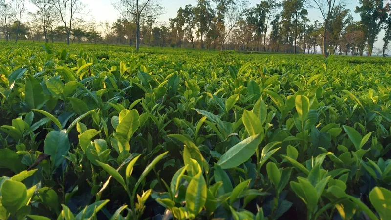 户外茶园茶叶 户外茶园茶叶