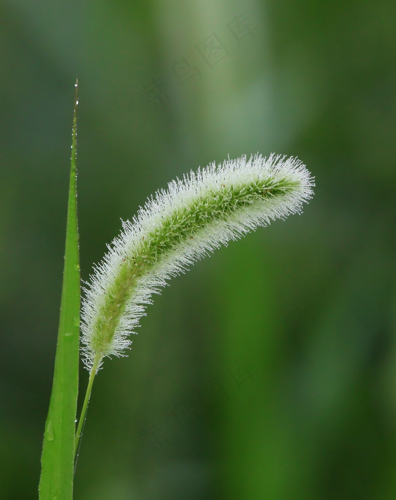 绿色植物狗尾草