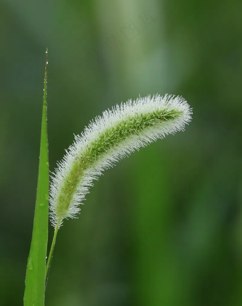 绿色植物狗尾草